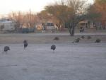 Wild Turkeys at Fort Clark Springs, TX