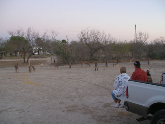 Deer Feeding at Fort Clark Springs, TX