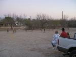 Deer Feeding at Fort Clark Springs, TX