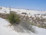 Yucca and Hoary Rosemary Mint at White Sands National Monument