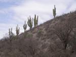 Saguaro Cactus at Saguaro National Park, AZ