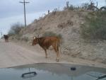 Cow in the Road through the Coronado National Forest