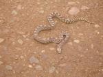 Gopher Snake in the Road through the Coronado National Forest