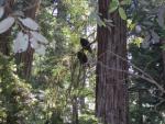 Two Vultures Perched in a Redwood Tree at Armstrong Redwoods Reserve