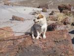 Frisco at Petrified Forest