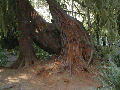 Roots on Nurse Tree