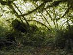 Moss Trail at Hoh Rainforest
