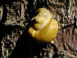 Banana Slugs on Tree at Patrick's Point