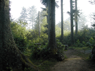 Campsite at Patrick's Point
