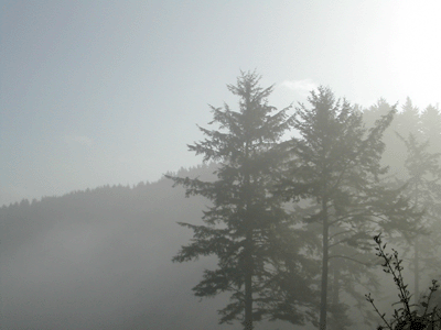 Patrick's Point in the Fog