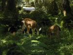 Bambi Twins at Hoh Rainforest