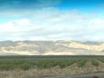 The Beautiful Rolling Hills & Fruit Trees Near Tracy, CA