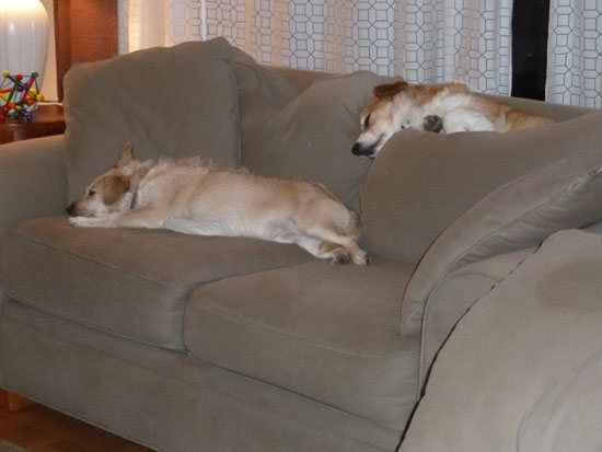 Laid Back Dogs on New Year's Eve
