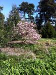 Magnolia in Bloom, Golden Gate Park