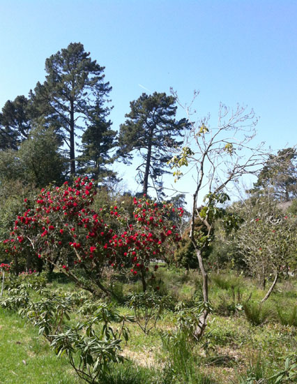 Rhododendron in Bloom, Golden Gate Park