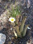 Blooming Cactus In My Yard
