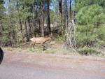 Elk on Our Drive to Grand Canyon National Park