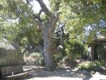 Live Oak Tree at SB Botanical Gardens