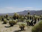 Chorro Cactus