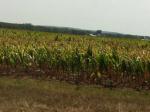 Scorched Cornfields in Wisconsin