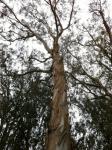 Gorgeous Eucalyptus