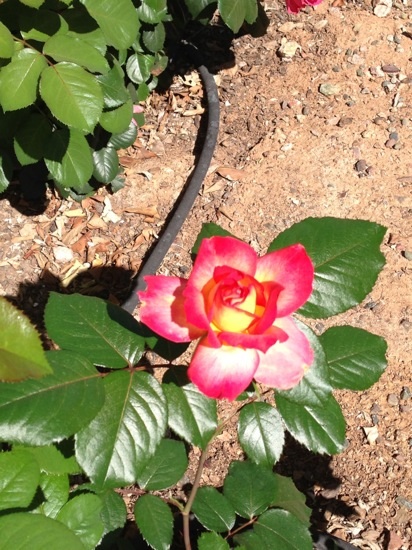 Arlene's Beautiful Rose