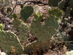 Heart Shaped Prickly Pear - Mike Reminding Me That He Loves Me!