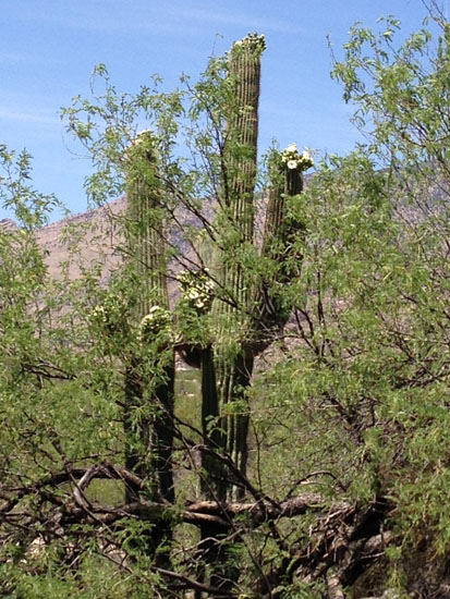 Saguaro Loaded with Blossoms