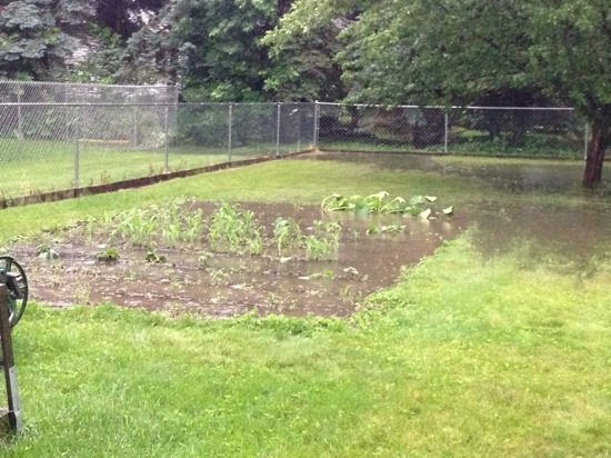 Pat's Flooded Veggie Garden