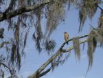 Rough Shouldered Hawk at Rainbow Springs