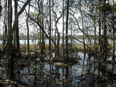 Lake in Ocala National Forest