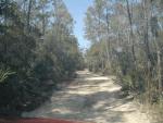 Dirt Road in Ocala National Forest