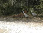 Sandhill Cranes in Ocala National Forest