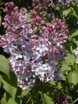 Beautiful Wisconsin Lilacs