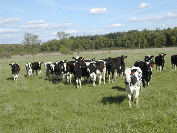 Wisconsin Cows