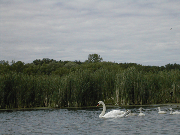 A Family of Mute Swans