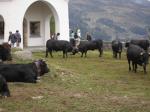 Switzerland's Fighting Cows