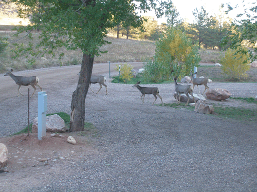 Deer in our campsite at Horseshoe Reservoir