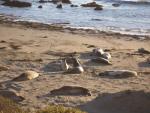 Elephant Seals near San Simeon, CA