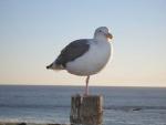 Seagull on the beach near San Simeon.