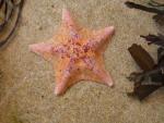 Starfish Close-up at Monterey Bay Aquarium