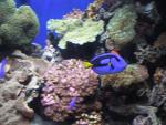 Corals and Colors-Monterey Bay Aquarium