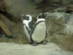 Penguins at Monterey Bay Aquarium