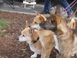 Vernon's 3 Dogs, Jacko, Mako, and Shima