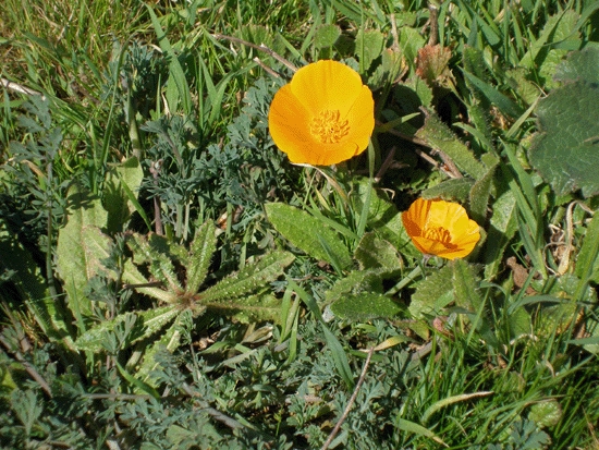 California State Flower, Poppy