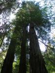 Giant Redwoods at Muir Woods
