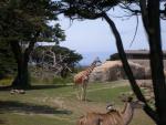 Giraffe and Kudu
