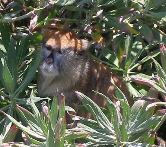 Patas Monkey in Bush