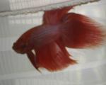 Fred the Red Fish