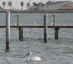 White Pelican in the Bay